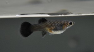 PoeciliaReticulata_Black