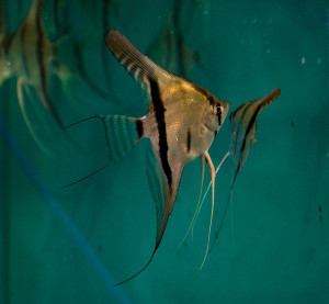 Pterophyllum Scalare Rio Manacapura